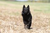 SCHIPPERKE 463